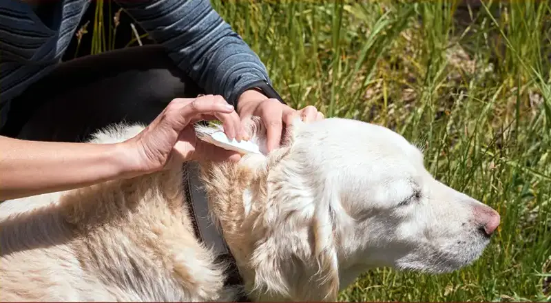 Beach Safety for Dogs — The Hidden Danger of Foxtails