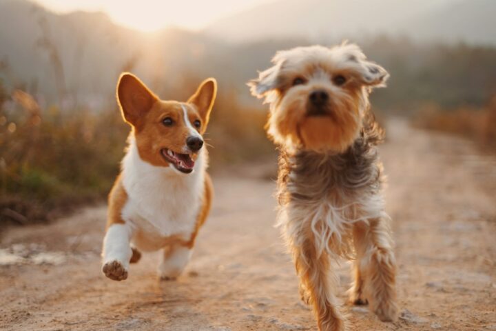 Two dogs running together in a grassy field