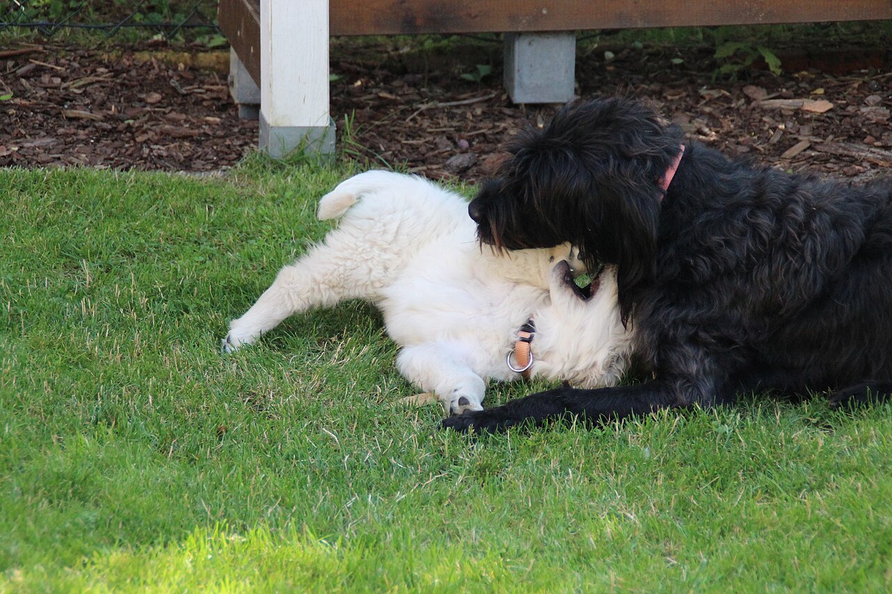 Small dog playing belly-up wrestle with a larger dog — safe, compatible play between size-matched playmates