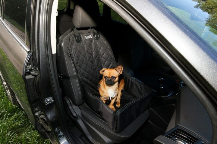 A dog riding in a car, secured with a harness attached to the seatbelt for a safe trip