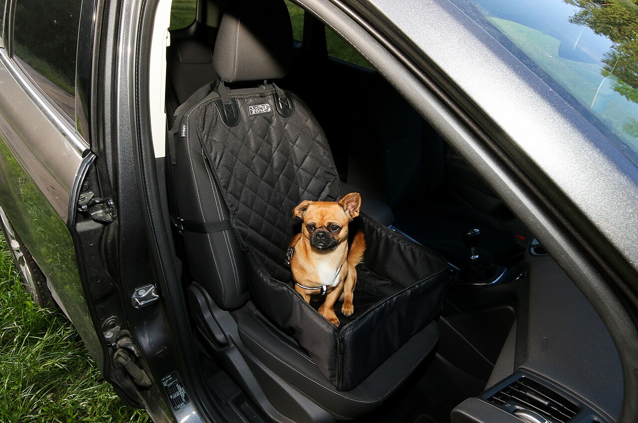 A dog riding in a car, secured with a harness attached to the seatbelt for a safe trip